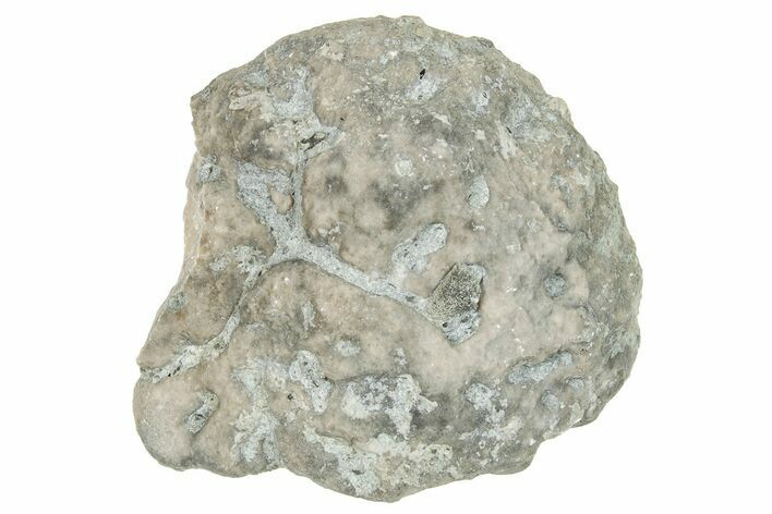 Ordovician Chaetetid Sponge (Solenopora) Fossil - Kentucky #270368